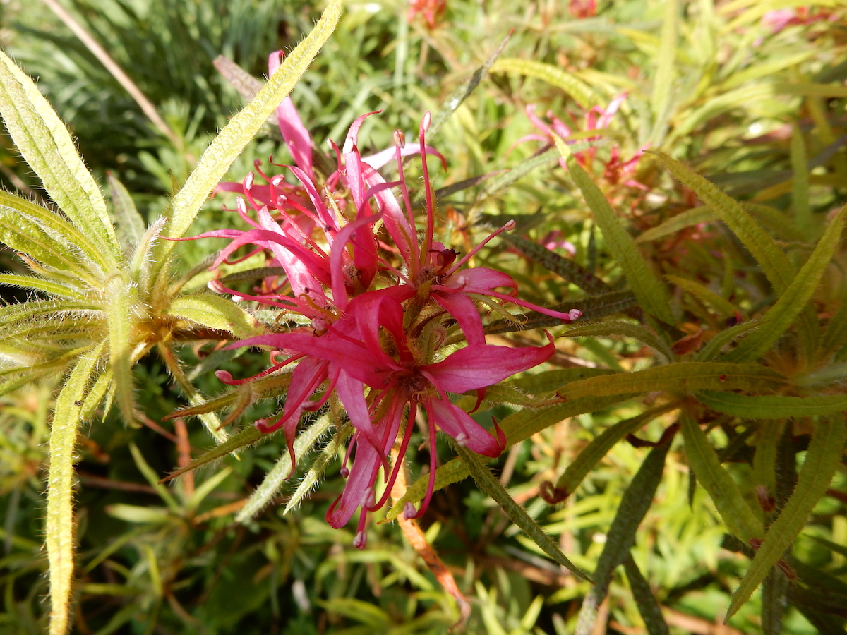 Azalea stenopetalum Linearifolium